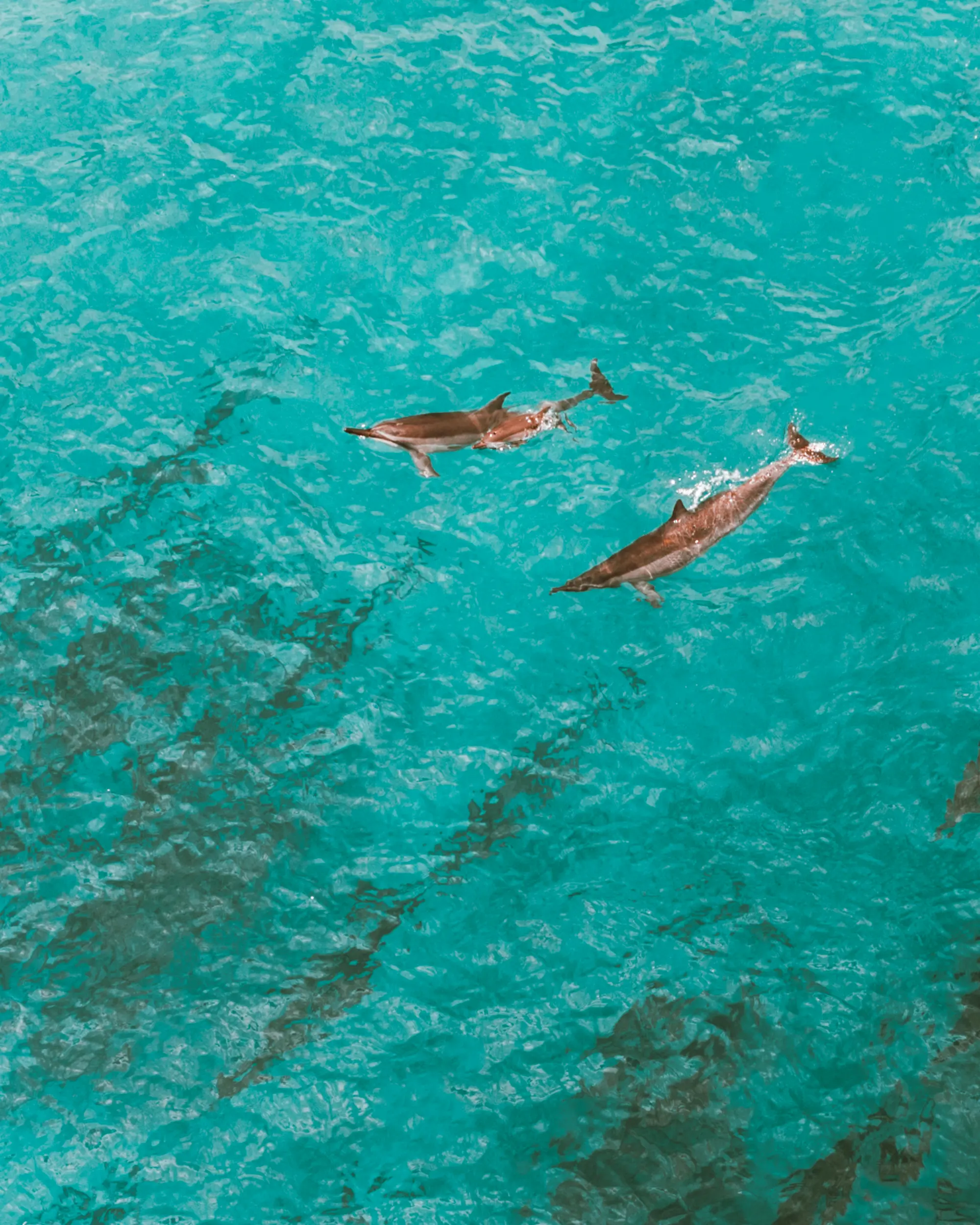 Swimming with dolphins Mauritius